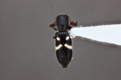 Neocallotillus by (c) Damien Wallace, some rights reserved (CC BY), uploaded by Damien Wallace. Used under a CC-BY license.