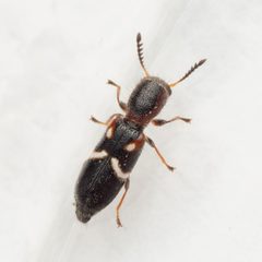 Neocallotillus by (c) Justin Williams, some rights reserved (CC BY), uploaded by Justin Williams. Used under a CC-BY license.