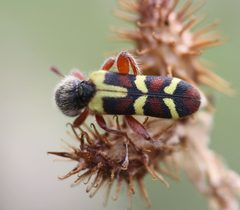 Trichodes peninsularis by (c) Andrew Meeds, some rights reserved (CC BY), uploaded by Andrew Meeds. Used under a CC-BY license.
