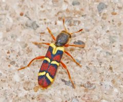 Trichodes peninsularis by (c) Seig, some rights reserved (CC BY), uploaded by Seig. Used under a CC-BY license.