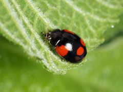 Adalia bipunctata by (c) Mario Bassini, some rights reserved (CC BY), uploaded by Mario Bassini. Used under a CC-BY license.
