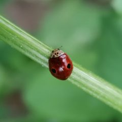 Adalia bipunctata by (c) Andrew R., some rights reserved (CC BY), uploaded by Andrew R.. Used under a CC-BY license.