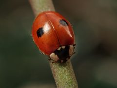 Adalia bipunctata by (c) Alexis Tinker-Tsavalas, some rights reserved (CC BY), uploaded by Alexis Tinker-Tsavalas. Used under a CC-BY license.