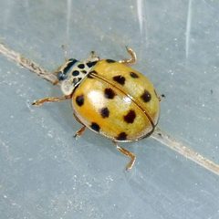 Adalia decempunctata by (c) Barry Walter, some rights reserved (CC BY), uploaded by Barry Walter. Used under a CC-BY license.