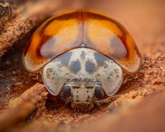 Adalia decempunctata by (c) Alexis Tinker-Tsavalas, some rights reserved (CC BY), uploaded by Alexis Tinker-Tsavalas. Used under a CC-BY license.