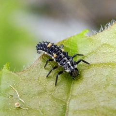 Adalia decempunctata by (c) Barry Walter, some rights reserved (CC BY), uploaded by Barry Walter. Used under a CC-BY license.