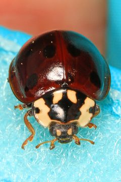 Anatis labiculata by (c) Judy Gallagher, some rights reserved (CC BY). Used under a CC-BY license.