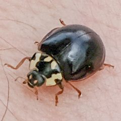 Anatis labiculata by no rights reserved, uploaded by Mirko Schoenitz. Used under a CC0 license.