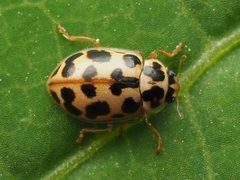 Anisosticta bitriangularis by no rights reserved, uploaded by Zygy. Used under a CC0 license.