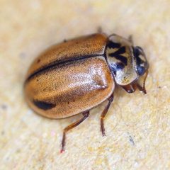 Aphidecta obliterata by (c) Barry Walter, some rights reserved (CC BY), uploaded by Barry Walter. Used under a CC-BY license.