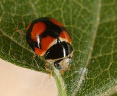 Brachiacantha arizonica by (c) jcowles, some rights reserved (CC BY), uploaded by jcowles. Used under a CC-BY license.