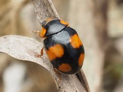 Brachiacantha dentipes by no rights reserved, uploaded by Zygy. Used under a CC0 license.