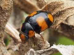 Brachiacantha dentipes by no rights reserved, uploaded by Zygy. Used under a CC0 license.