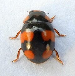 Brachiacantha dentipes by (c) jimeckert49, some rights reserved (CC BY). Used under a CC-BY license.