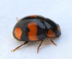 Brachiacantha dentipes by (c) jimeckert49, some rights reserved (CC BY). Used under a CC-BY license.