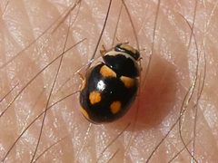Brachiacantha ursina by no rights reserved, uploaded by Bruce Cook. Used under a CC0 license.