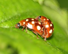 Calvia quatuordecimguttata by (c) Jonas V., some rights reserved (CC BY), uploaded by Jonas V.. Used under a CC-BY license.