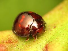 Chilocorus bipustulatus by (c) Katja Schulz, some rights reserved (CC BY). Used under a CC-BY license.