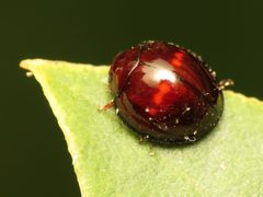 Chilocorus bipustulatus by (c) Katja Schulz, some rights reserved (CC BY). Used under a CC-BY license.