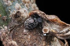 Rhyzobius by (c) Ged Tranter, some rights reserved (CC BY), uploaded by Ged Tranter. Used under a CC-BY license.