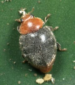 Coccidulinae by no rights reserved, uploaded by Jesse Rorabaugh. Used under a CC0 license.