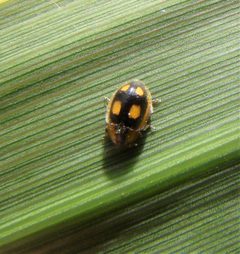 Coccidulinae by (c) Lisa Bennett, some rights reserved (CC BY), uploaded by Lisa Bennett. Used under a CC-BY license.