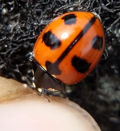 Coccinella alta by (c) Trevor Van Loon, some rights reserved (CC BY), uploaded by Trevor Van Loon. Used under a CC-BY license.