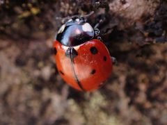 Coccinella californica by no rights reserved, uploaded by Randal. Used under a CC0 license.