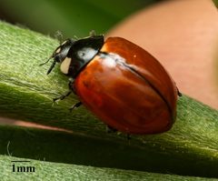 Coccinella californica by no rights reserved, uploaded by Jesse Rorabaugh. Used under a CC0 license.