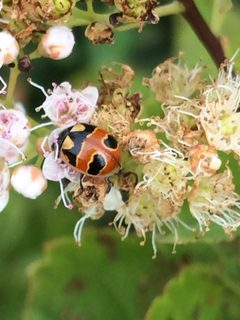 Coccinella hieroglyphica kirbyi by (c) naturalist charlie, some rights reserved (CC BY), uploaded by naturalist charlie. Used under a CC-BY license.