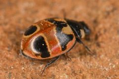 Coccinella hieroglyphica kirbyi by (c) Trevor Van Loon, some rights reserved (CC BY), uploaded by Trevor Van Loon. Used under a CC-BY license.
