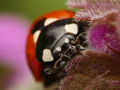 Coccinella septempunctata by (c) Alexis Tinker-Tsavalas, some rights reserved (CC BY), uploaded by Alexis Tinker-Tsavalas. Used under a CC-BY license.