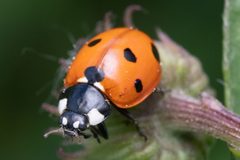 Coccinella septempunctata by (c) Casey H. Richart, some rights reserved (CC BY), uploaded by Casey H. Richart. Used under a CC-BY license.