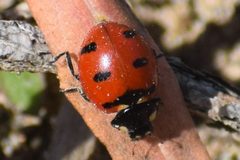 Coccinella transversoguttata by (c) Syd Cannings, some rights reserved (CC BY), uploaded by Syd Cannings. Used under a CC-BY license.