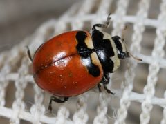 Coccinella trifasciata subversa by no rights reserved, uploaded by Zygy. Used under a CC0 license.