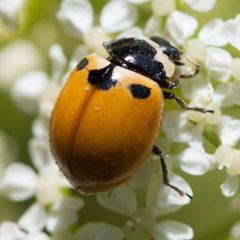 Coccinella trifasciata subversa by (c) Ken-ichi Ueda, some rights reserved (CC BY). Used under a CC-BY license.
