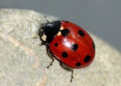 Coccinella undecimpunctata by (c) Steve Kerr, some rights reserved (CC BY), uploaded by Steve Kerr. Used under a CC-BY license.
