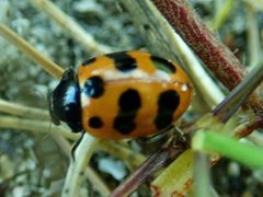 Coccinella undecimpunctata by (c) Jamie O'Neill, some rights reserved (CC BY), uploaded by Jamie O'Neill. Used under a CC-BY license.