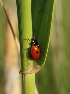 Coccinella undecimpunctata by (c) Antoine Thivolle, some rights reserved (CC BY), uploaded by Antoine Thivolle. Used under a CC-BY license.
