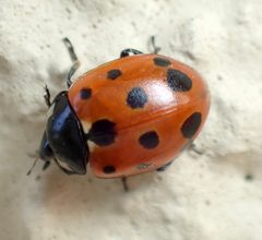 Coccinella undecimpunctata by (c) craigphillips, some rights reserved (CC BY), uploaded by craigphillips. Used under a CC-BY license.