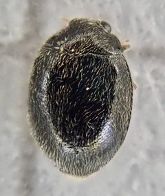 Stethorus by (c) Paul Cook, some rights reserved (CC BY), uploaded by Paul Cook. Used under a CC-BY license.