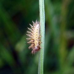 Subcoccinella vigintiquatuorpunctata by (c) Barry Walter, some rights reserved (CC BY), uploaded by Barry Walter. Used under a CC-BY license.
