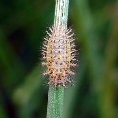 Subcoccinella vigintiquatuorpunctata by (c) Barry Walter, some rights reserved (CC BY), uploaded by Barry Walter. Used under a CC-BY license.