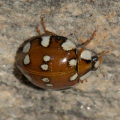 Harmonia by (c) Ramnarayan K, some rights reserved (CC BY), uploaded by Ramnarayan K. Used under a CC-BY license.