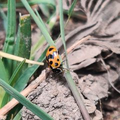 Hippodamia variegata by (c) Name, some rights reserved (CC BY), uploaded by Name. Used under a CC-BY license.
