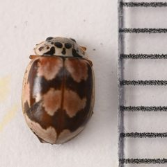 Mulsantina picta by no rights reserved, uploaded by Mike Palmer. Used under a CC0 license.