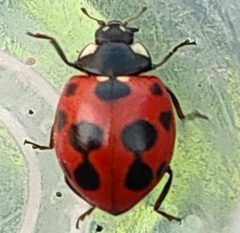 Coccinella by no rights reserved, uploaded by Kosuke Onoda. Used under a CC0 license.