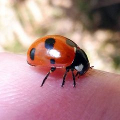 Coccinella by (c) Barry Walter, some rights reserved (CC BY), uploaded by Barry Walter. Used under a CC-BY license.