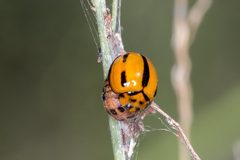 Coelophora inaequalis by (c) Andrew Allen, some rights reserved (CC BY), uploaded by Andrew Allen. Used under a CC-BY license.