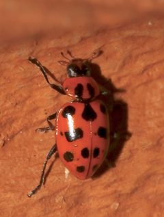 Coleomegilla maculata fuscilabris by (c) Laura Gaudette, some rights reserved (CC BY), uploaded by Laura Gaudette. Used under a CC-BY license.